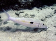 Wekea, Yellowstripe Goatfish