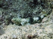 Orangemouth Lizardfish, Ulae