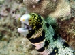 Puhi kapa, Snowflake Moray