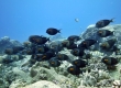 Orangeband Surgeonfish, Na'ena'e