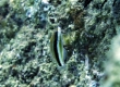 Saddle Wrasse, Hinalea lauwili