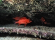 Hawaiian Squirrelfish, Alaihi