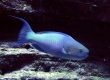 Redlip Parrotfish, Palukaluka