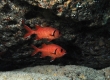 Menpachi, Bigscale Soldierfish, Uu