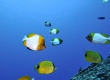 Pyramid Butterflyfish