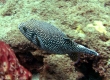 Spotted Puffer, Oopuhue