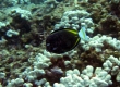 Goldrim Surgeonfish