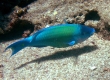 Uhu, Palenose Parrotfish