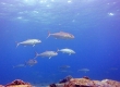 Kahala, Greater Amberjack