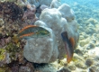 Belted Wrasse, 'Omaka - Endemic