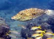 Broomtail Filefish, Loulu, Scrawled Filefish