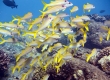 Wekeula, Yellowtail Goatfish