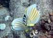 Kipakapu, Ornate Butterflyfish