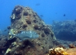 Ulua Aukea, Giant Trevally