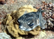 Porcupinefish, Kokala