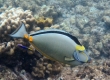 Orangespine Unicornfish, Umaumalei