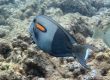 Orangeband Surgeonfish, Na'ena'e