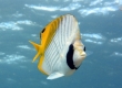 Kipukapu, Threadfin Butterflyfish