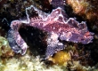 [Leaf Scorpionfish]