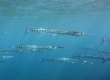 Flat Needlefish (Ablennes hians)