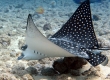 Spotted Eagleray, Hihimanu