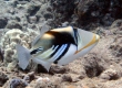 Humuhumunukunukaua'a, Lagoon Triggerfish