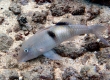 Sidespot Goatfish, Malu