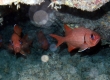 Menpachi, Brick Soldierfish, Uu