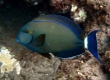 Ringtail Surgenfish, Pualu