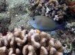 Brown Sugeonfish, Maiii