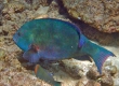 Stareye Parrotfish