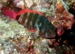 Redbarred Hawkfish)