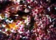 Sergeant Fish Eggs