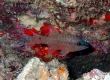 Iridescent Cardinalfish