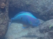 Spectacled Parrotfish