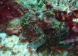 Frogfish