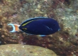 Achilles Tang Goldrim Surgeonfish Hybrid