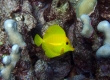 Yellow Tang, Lau'ipala