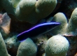 Hawaiian Cleaner Wrasse -Endemic