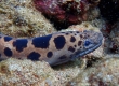 Tiger Moray