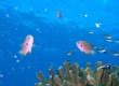 Agile Chromis