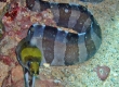 Banded Moray