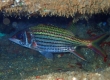 Spotfin Squirrelfish