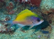 Oval Chromis