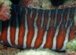 Zebra Moray Eel