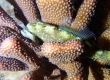 Shy Filefish