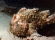 Commerson's Frogfish