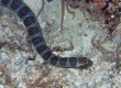 Sea snake