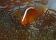 Yellow Skunk Anemonefish