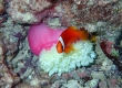 Sea Anemone with fish